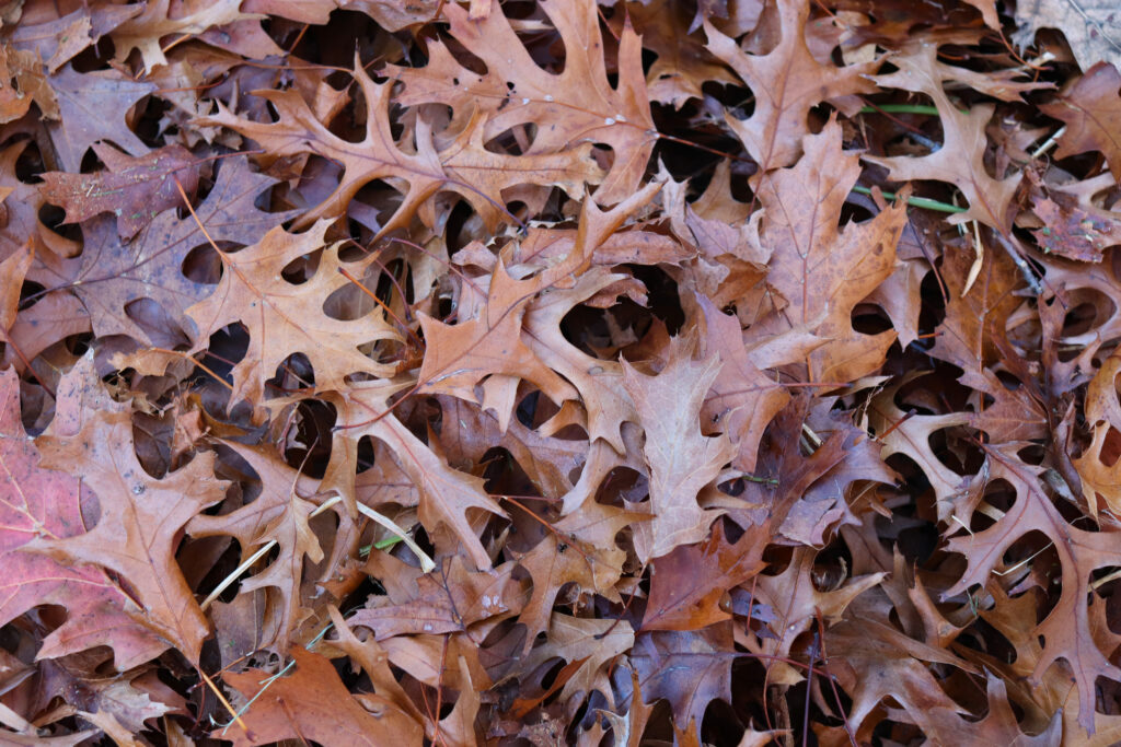 Pile of dried leaves