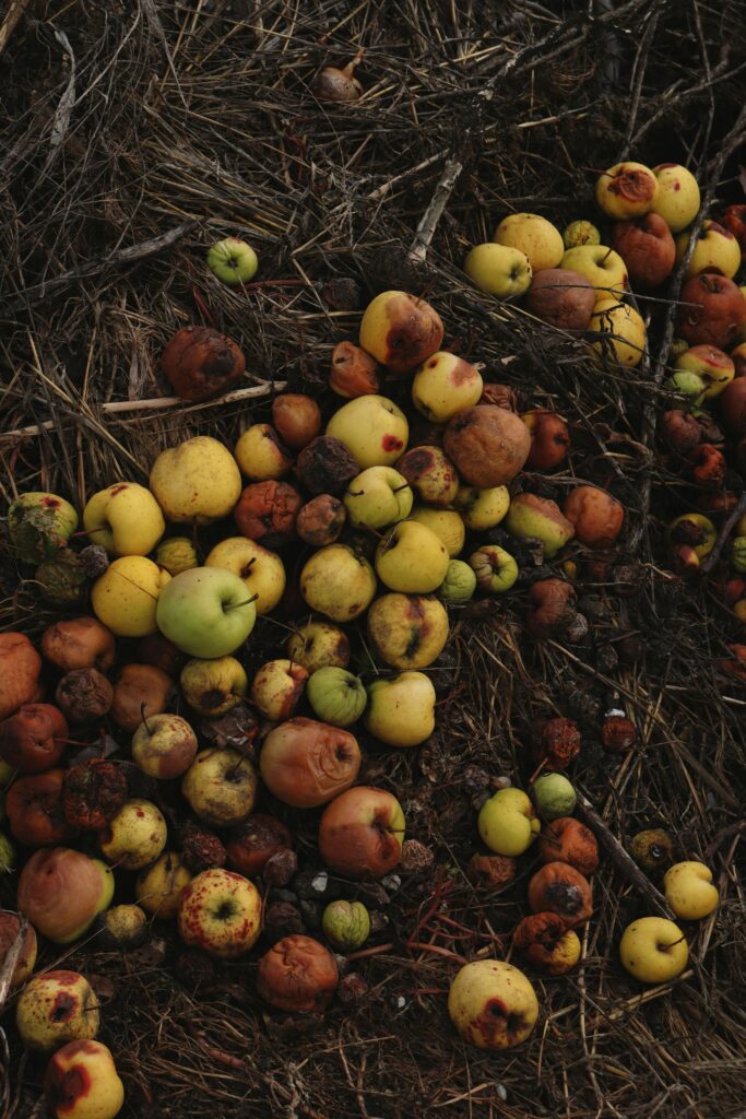 An outdoor compost pile with straw and apples
