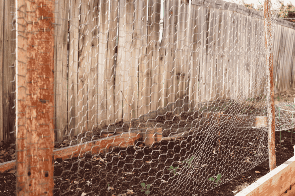 Trellis in a raised garden bed made of chicken wire