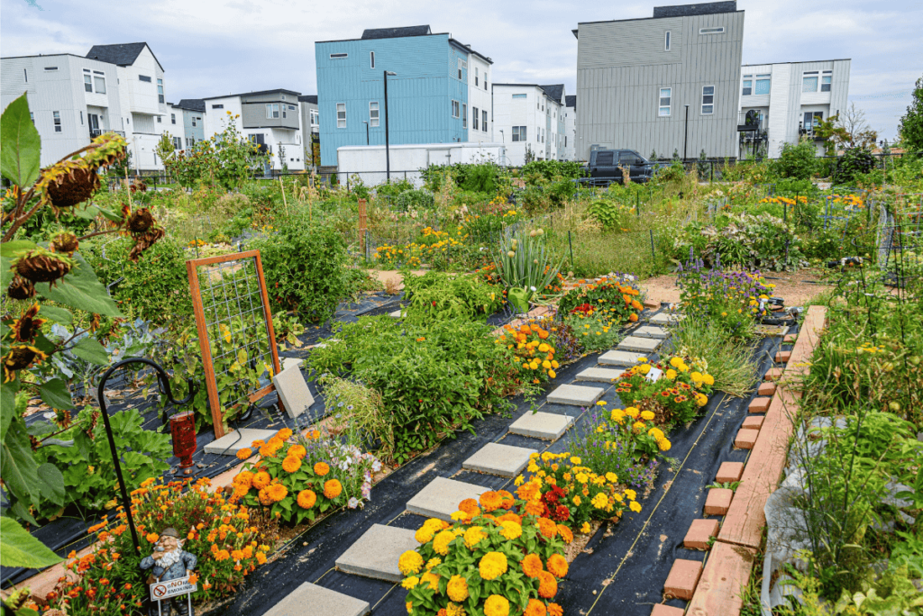 A community garden in the middle of apartment buildings