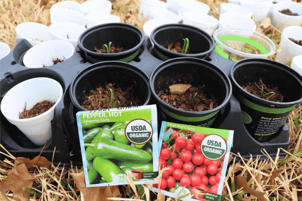 Seedlings growing in cups behind organic tomato and jalapeño seed packets for a small space vegetable garden