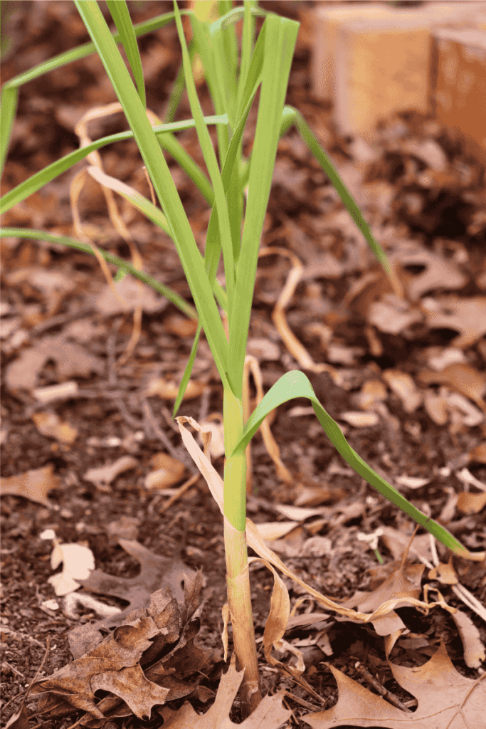 Garlic plant in soil