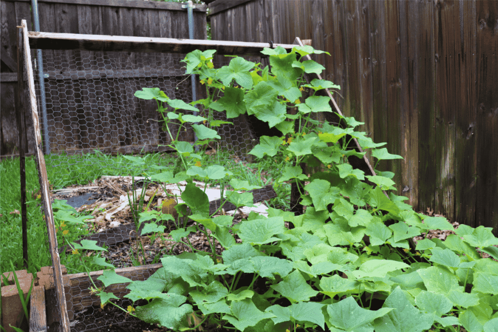 Leaning trellis with cucumber plants climbing it