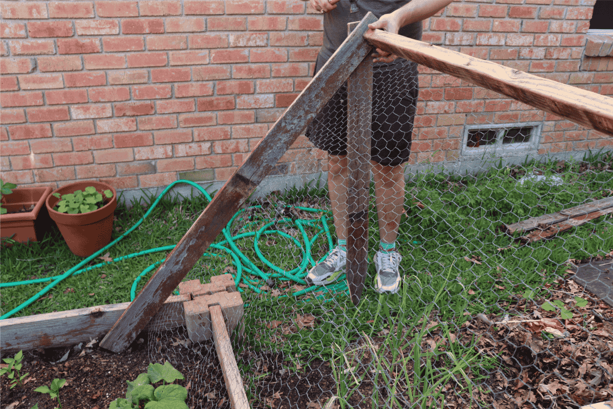 Man hammering a DIY chickenwire trellis into a raised bed with cucumber plants