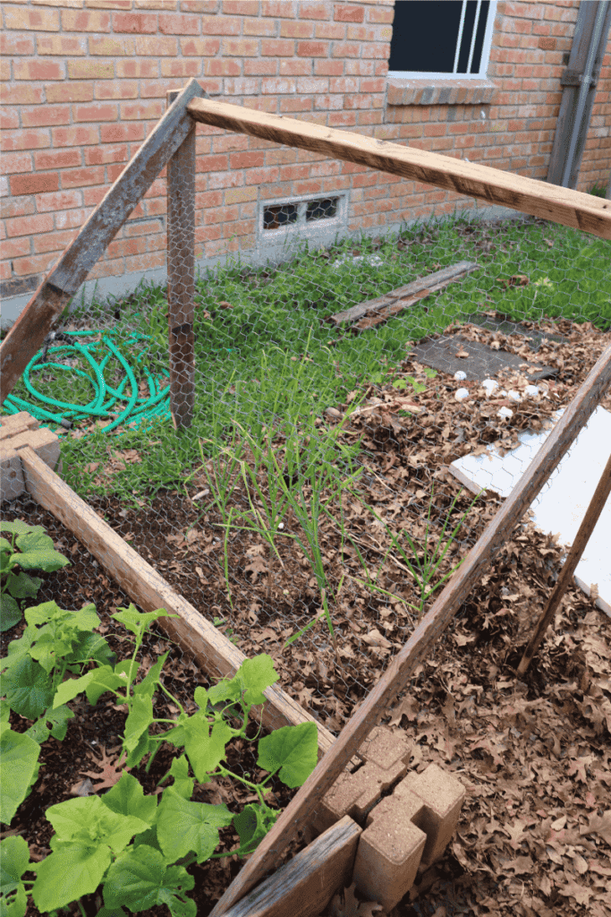 Cucumber trellis made from wood and chickenwire in a raised garden bed