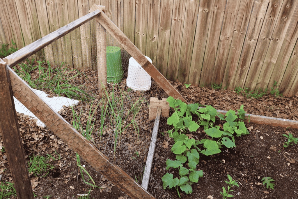 Leaning chickenwire trellis with cucumbers beginning to climb on it from a garden bed