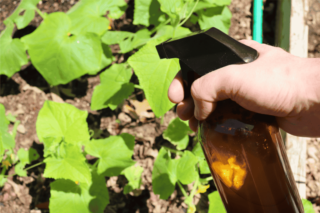 Organic neem oil solution being sprayed on cucumber plants