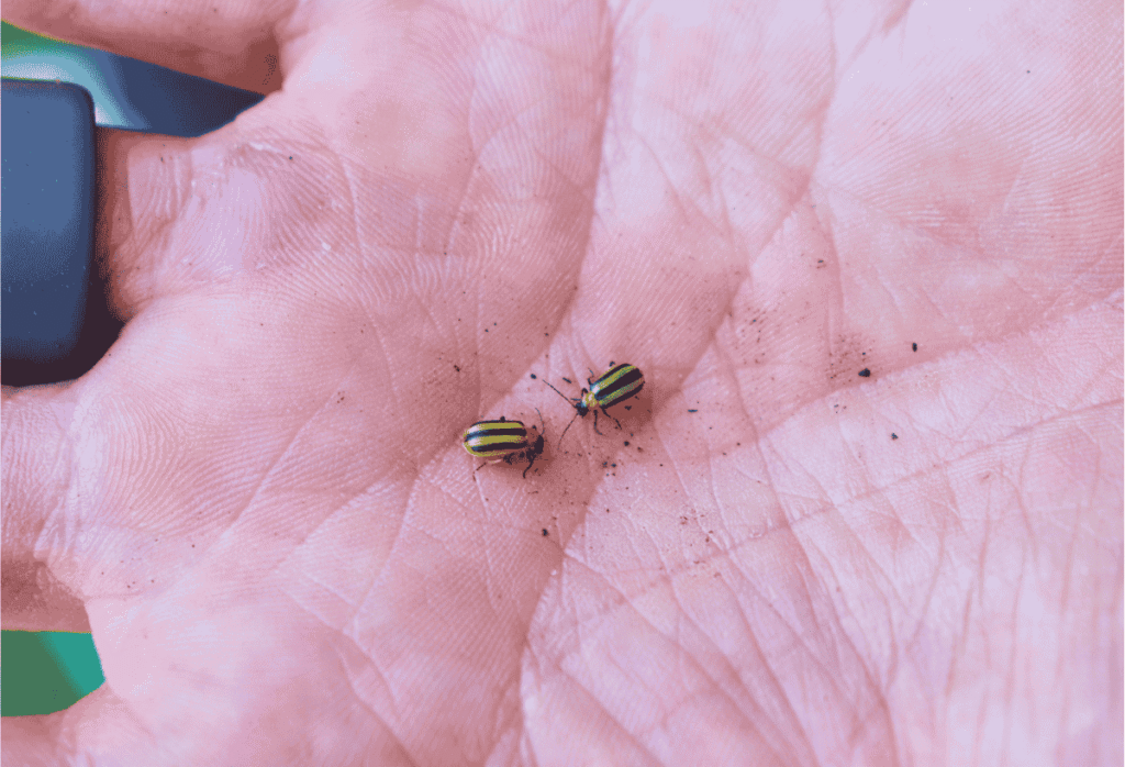 Two cucumber beetles in a hand