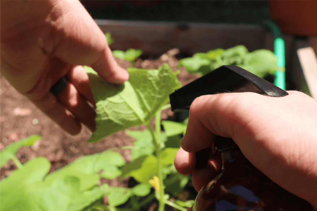 Spraying the underside of a cucumber leaf with neem oil solution