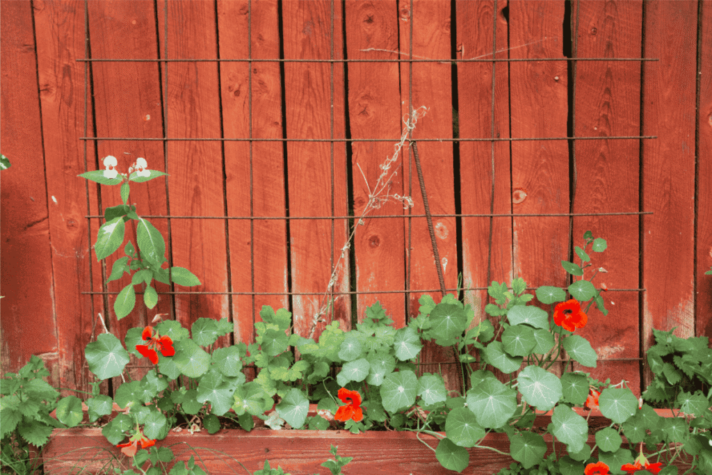 Red nasturtiums growing on a trellis against a fence