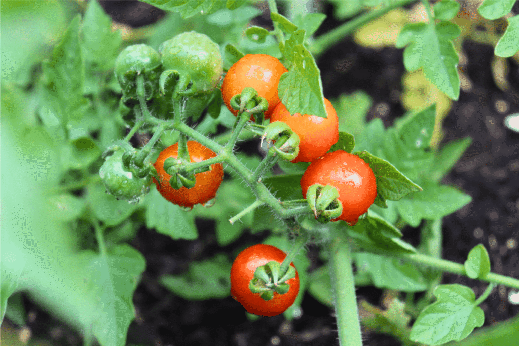 cherry tomatoes ripening on a plant