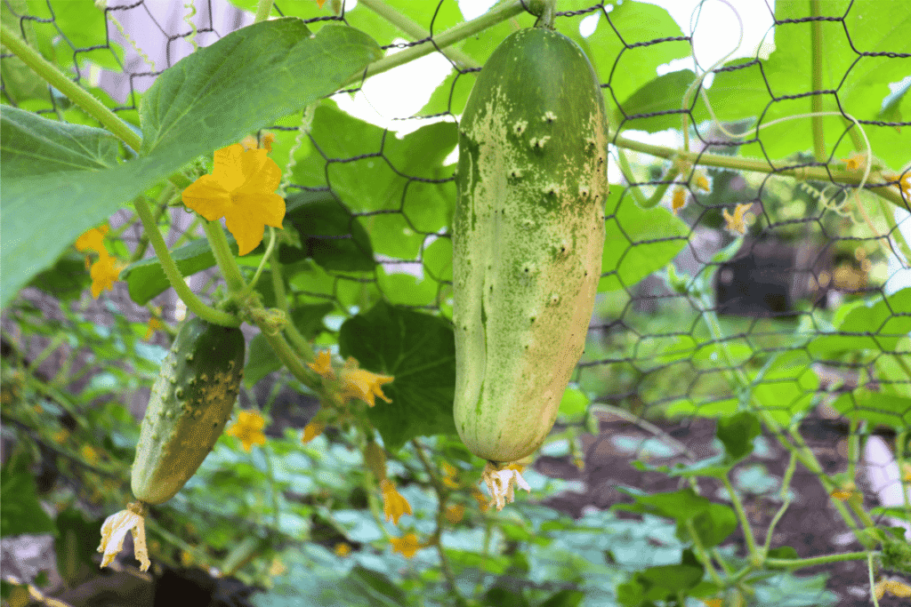 Pickling cucumbers and yellow flowers hanging from a trellis with a climbing cucumber plant